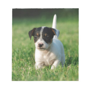 Bloc-note Jack Russell Terrier puppy