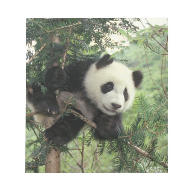 Bloc-note Jeune panda géant grimpe à un arbre, vallée de Wol (Devant)