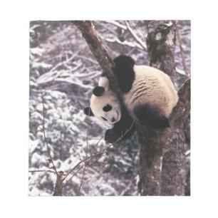 Bloc-note Jeune panda jouant sur un arbre recouvert de neige