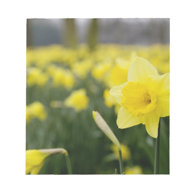 Bloc-note Jonquilles (RF) (Devant)