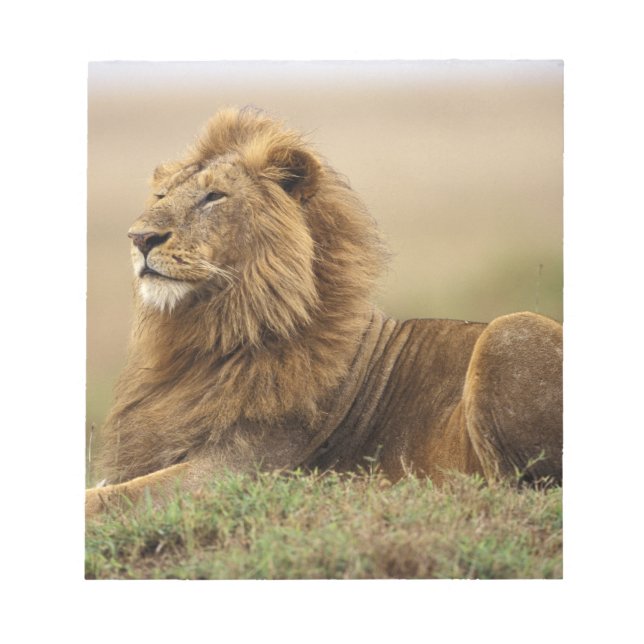 Bloc-note Kenya, Masai Mara | Lion mâle (Devant)
