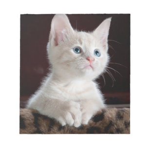 Bloc-note Kitten blanc vulnérable