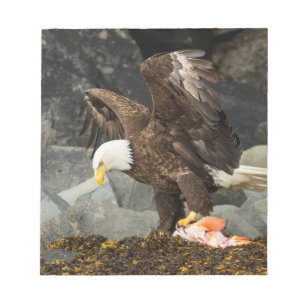 Bloc-note L'aigle chauve ultime