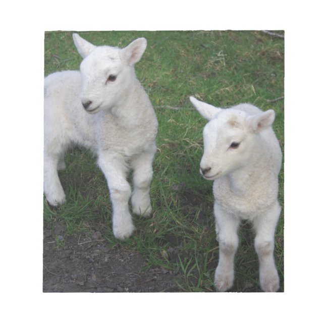 Bloc-note Le bébé mignon de ranch de ferme jumelle l'agneau (Devant)