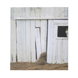 Bloc-note Le collage de cheval dirigent la fenêtre de grang