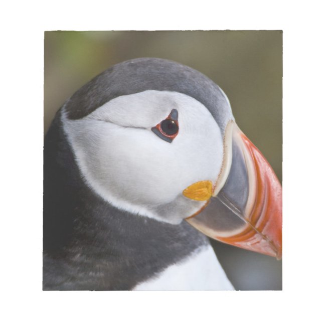Bloc-note Le Macareux atlantique, un oiseau de mer pélagique (Devant)