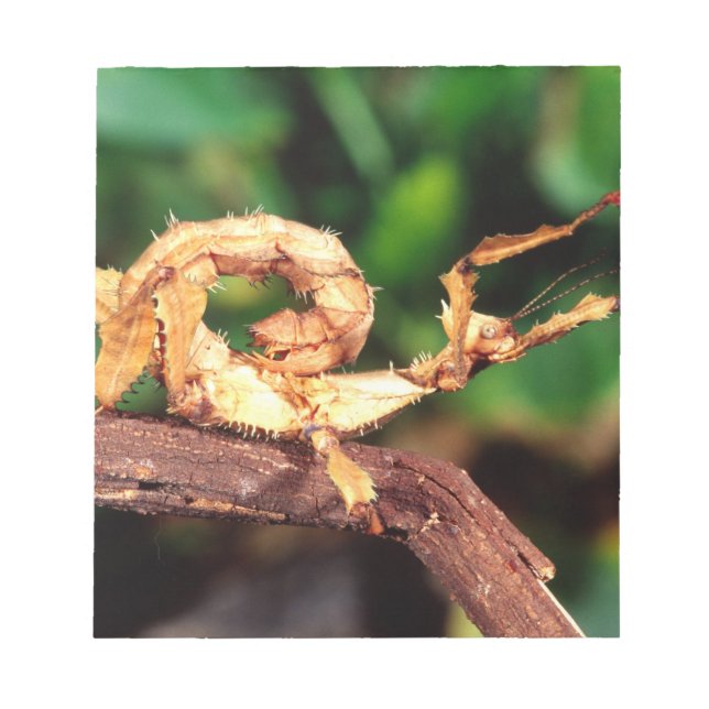Bloc-note le spectre de Macleay (épiney Stick Insect), (Devant)