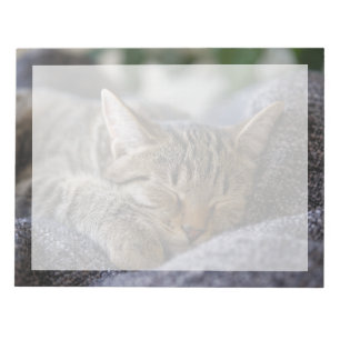Bloc-note Les bébés animaux les plus mignons Chat tigré en