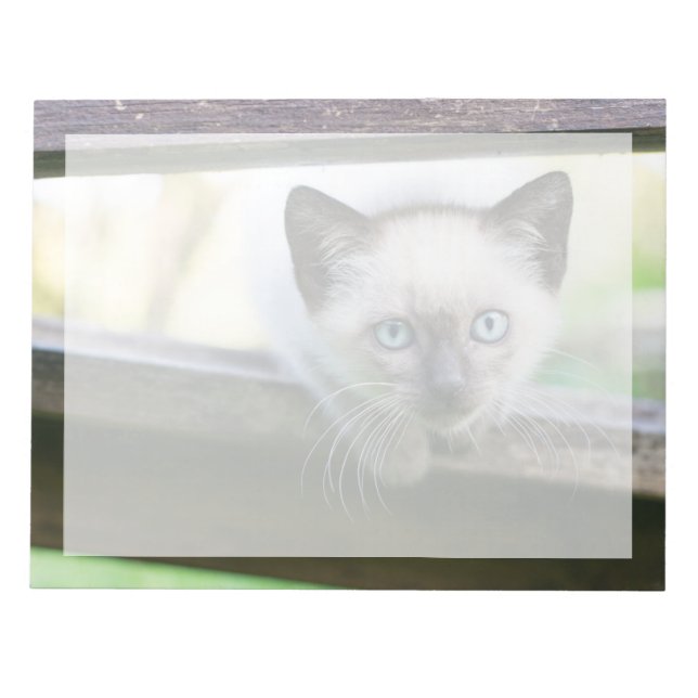 Bloc-note Les bébés animaux les plus mignons | Chatons siamo (Devant)