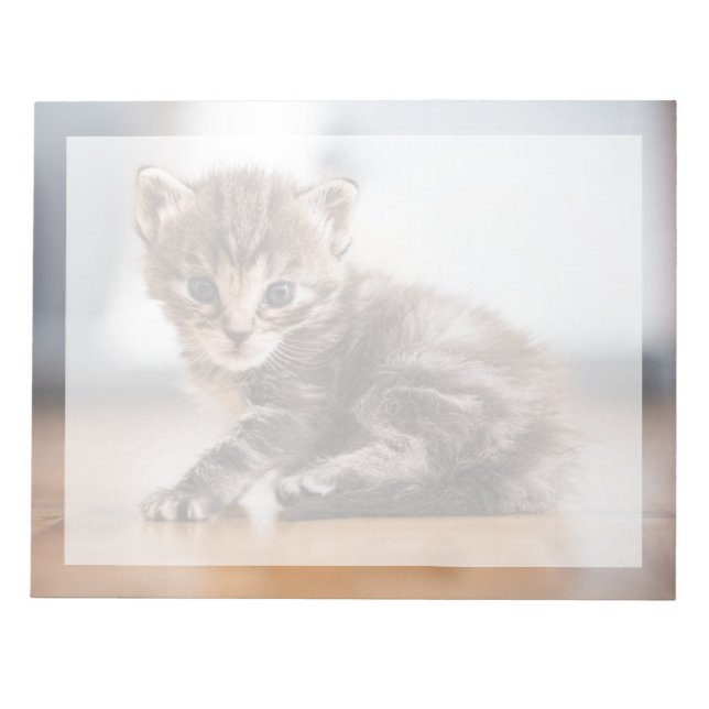 Bloc-note Les bébés animaux les plus mignons | Petit chaton  (Devant)