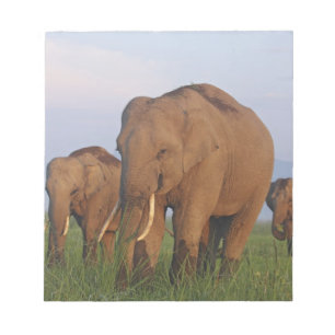 Bloc-note Les éléphants indiens dans les Prairies