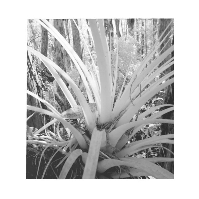 Bloc-note Les tillandsia épiphytes sont courants en Floride, (Devant)