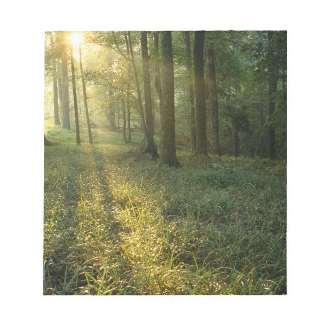 Bloc-note Lever de soleil à travers la forêt de chênes et de (Devant)
