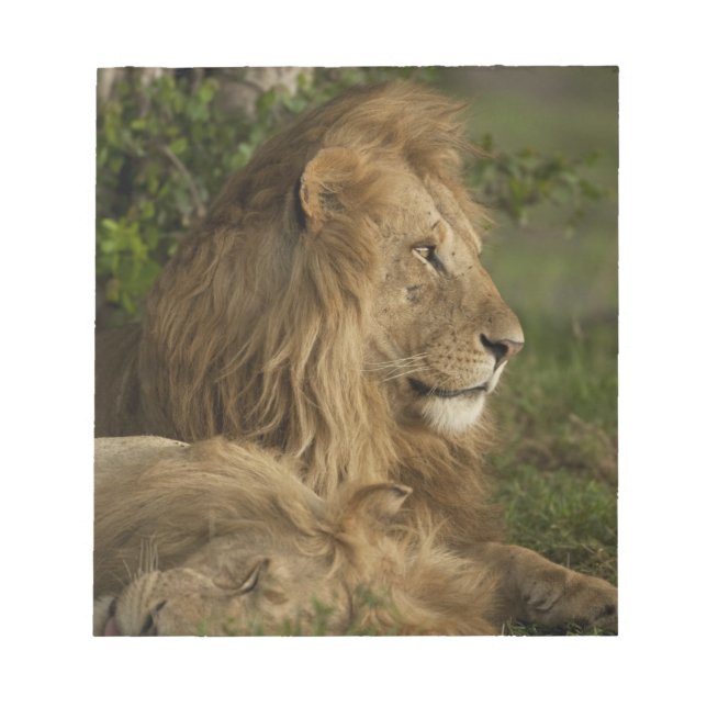 Bloc-note Lion, Panthera leo, Lower Mara, Masai Mara GR, (Devant)