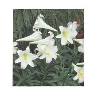 Bloc-note Lis de Pâques (Lilium regale)