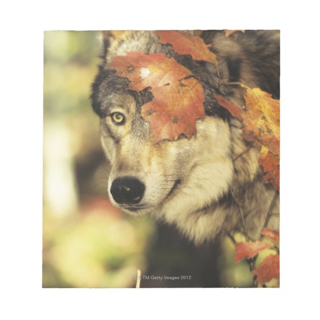 Bloc-note Loup (Canis lupus) | Couleur d'automne (Devant)