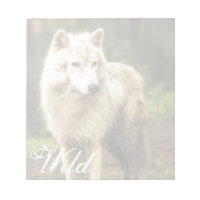 Loup de l'Arctique humide au printemps Photo
