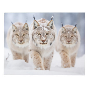 Bloc-note Lynx Famille d'animaux errants Nature