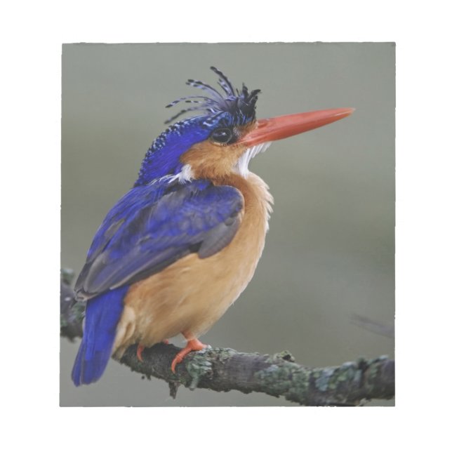 Bloc-note Malachite Kingfisher, Alcedo cristata, Lac (Devant)