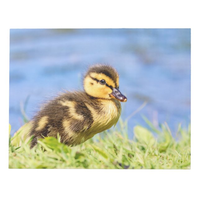Bloc-note Mallard Duckling (Devant)