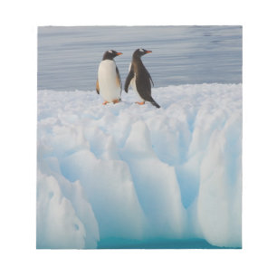 Bloc-note manchot papou, Pygoscelis Papua, sur de la glace g