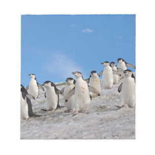 Bloc-note Manchots à Collier Pygoscelis Antarctica