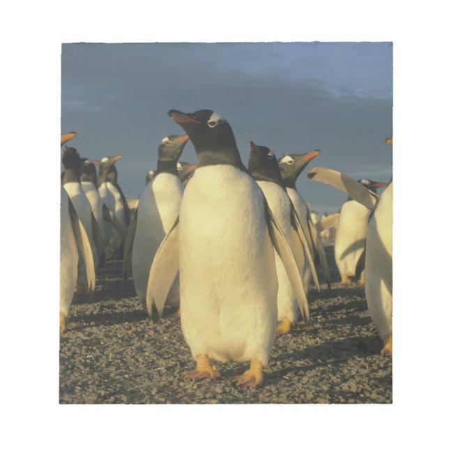 Bloc-note Manchots gentoo, (Pygoscelis papua), Falkland (Devant)