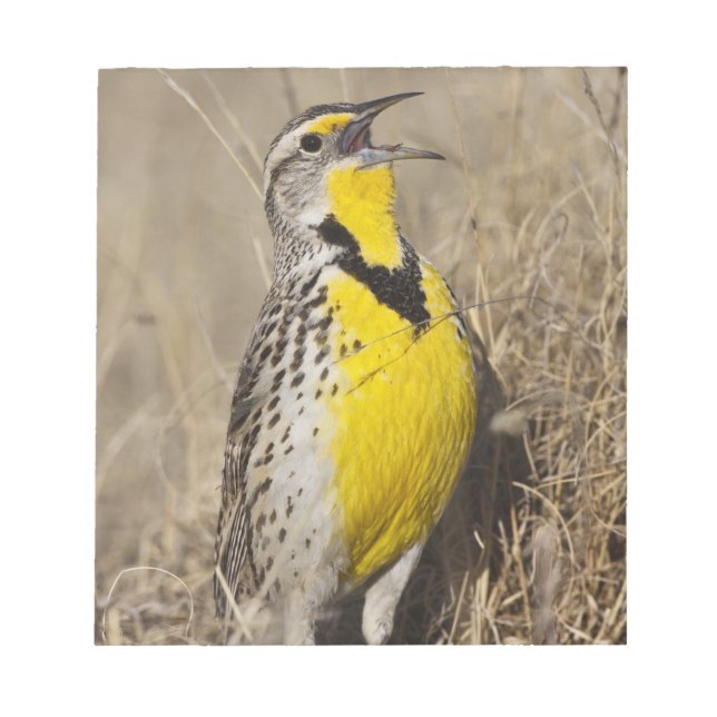 Bloc-note Meadowlark occidental (Strunella négligecta) (Devant)