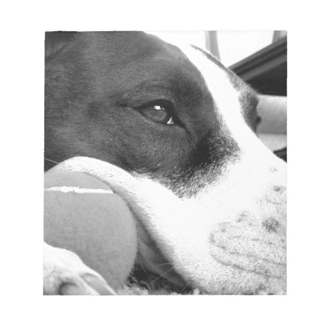 Bloc-note mignon chien pitbulle à l'air triste noir blanc av (Devant)