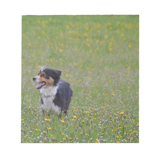 Bloc-note Miniature American Shepherd Black Tri en champ (Devant)