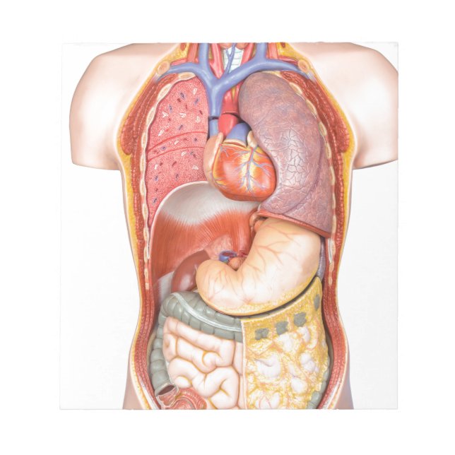 Bloc-note Modèle corporel humain avec des organes isolés en  (Devant)
