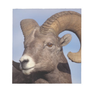 Bloc-note mouflon canadien, mouflon d'Amérique du Nord, Ovis