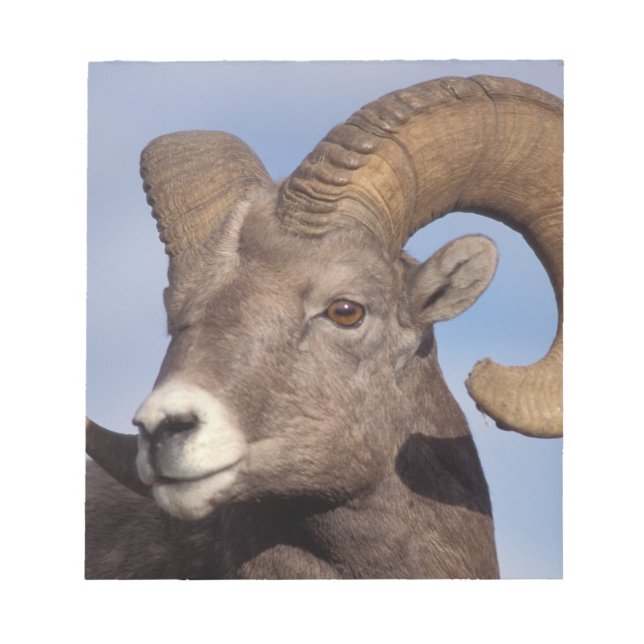 Bloc-note mouflon canadien, mouflon d'Amérique du Nord, Ovis (Devant)