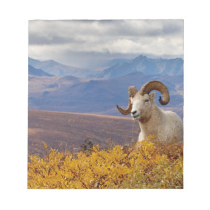 Bloc-note mouflon de Dall, Ovis dalli, bélier