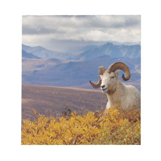 Bloc-note mouflon de Dall, Ovis dalli, bélier (Devant)