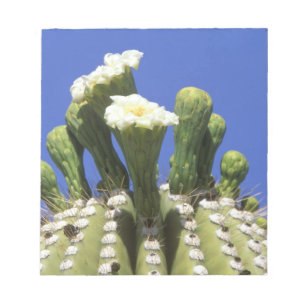 Bloc-note N.A., États-Unis, Arizona, Tucson, désert de Sonor