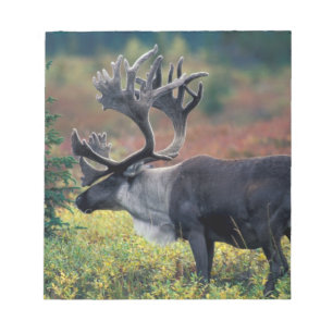 Bloc-note NA, États-Unis, Alaska, Parc national Denali, Cari