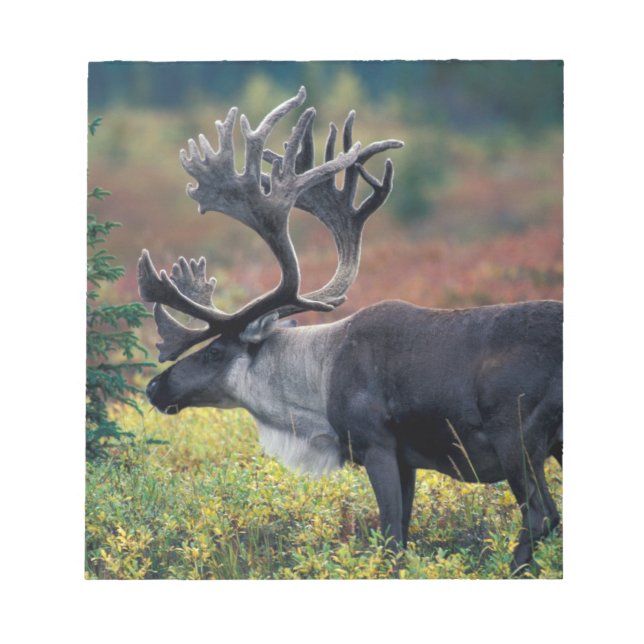 Bloc-note NA, États-Unis, Alaska, Parc national Denali, Cari (Devant)