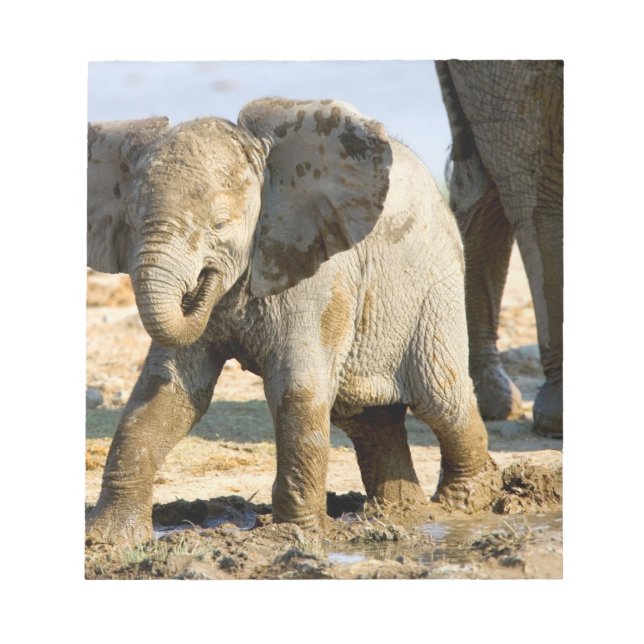 Bloc-note Namibie, Afrique : bébé éléphant d'Afrique (Devant)