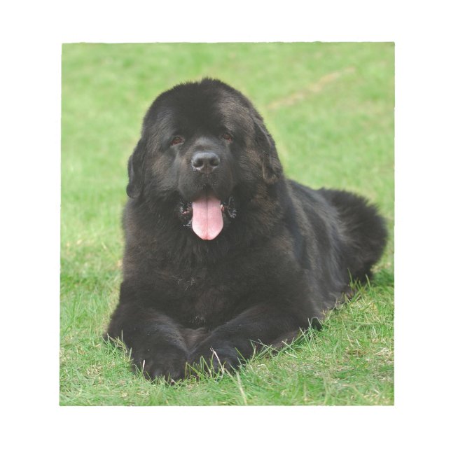 Bloc-note Newfoundland dog (Devant)