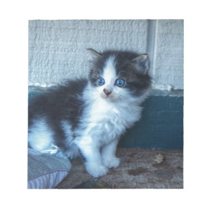 Bloc-note Noir + Kitten blanc