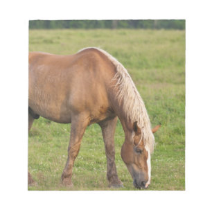 Bloc-note Nouveau-Brunswick, Canada. Cheval dans un champ.