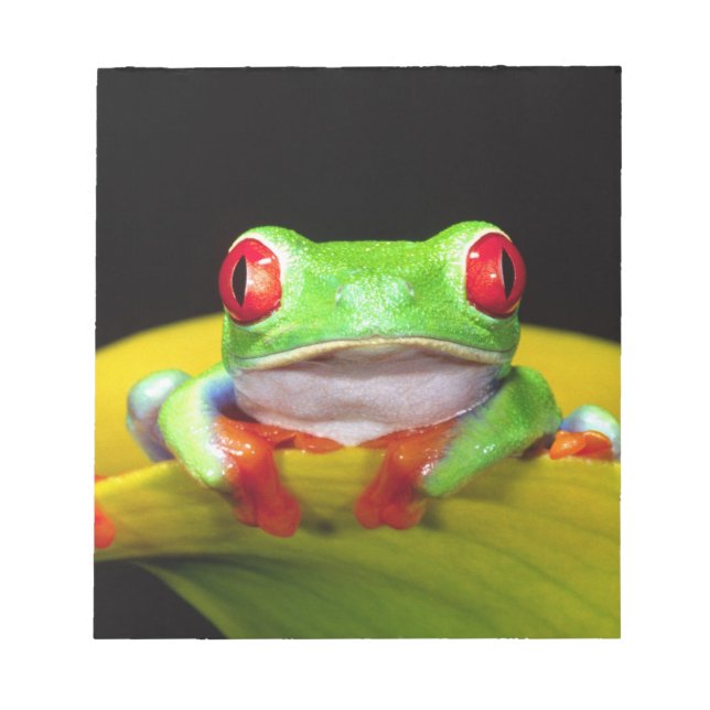 Bloc-note Oeil rouge Treefrog, Agalychinis callidryas, autoc (Devant)
