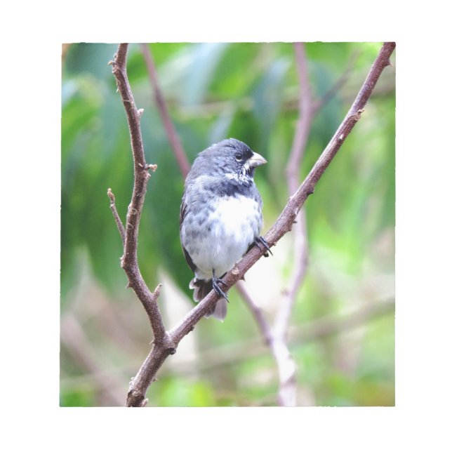 Bloc-note Oiseau bleu (Devant)