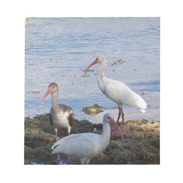Bloc-note Oiseaux Ibis sur la rive de la baie de Floride (Devant)