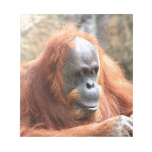Bloc-note Orang-outan