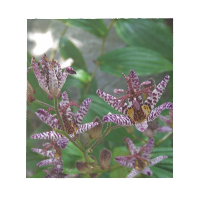 Bloc-note Orchidée blanche rayée violette rose comme lys de  (Devant)