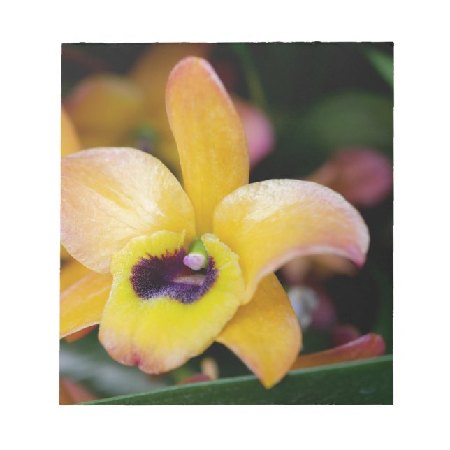 Bloc-note Orchidée du coucher de soleil (Devant)