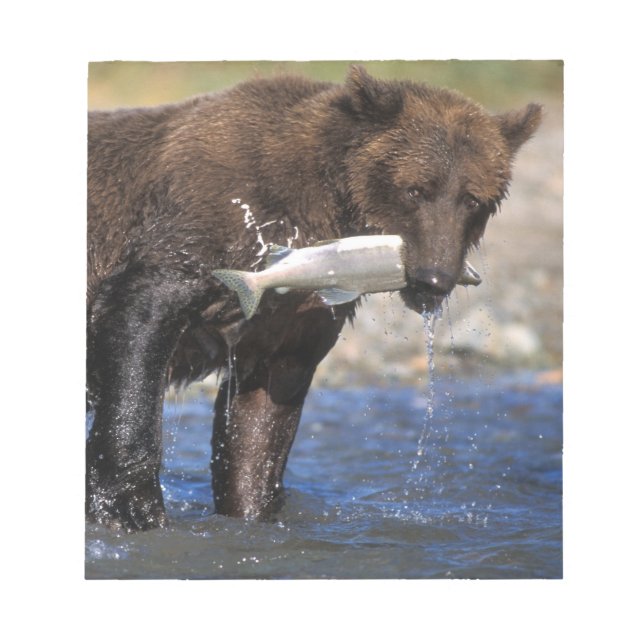Bloc-note Ours brun, grizzly, avec prise de saumon, (Devant)