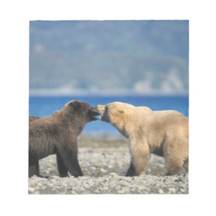 Bloc-note Ours brun, grizzly, jouer sur la plage,